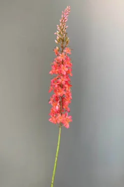 Pip Künstliche Blumen Coral Sunrise